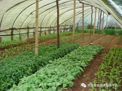 大棚排濕這樣做是錯(cuò)誤的