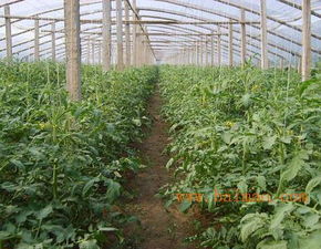 蔬菜大棚專業(yè)設(shè)計(jì)建造 創(chuàng)新型的蔬菜大棚,蔬菜大棚專業(yè)設(shè)計(jì)建造 創(chuàng)新型的蔬菜大棚生產(chǎn)廠家,蔬菜大棚專業(yè)設(shè)計(jì)建造 創(chuàng)新型的蔬菜大棚價(jià)格