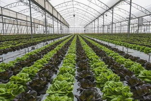 大棚蔬菜病害的5大有機(jī)防控措施