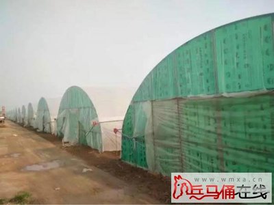 高陵西安首屆農民節倒計時4天 根林大棚蔬菜專業合作社邀您共赴綠色盛宴