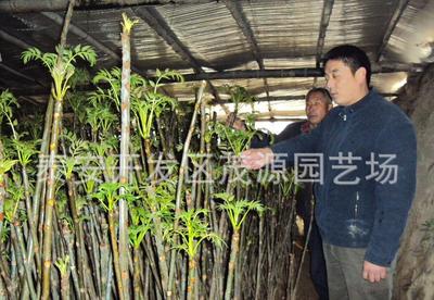 合作社批發香春芽樹苗 紅油香春芽樹苗 適合大棚紅油香春芽樹苗