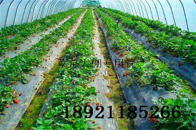 四川南充大棚管四川南充草莓大棚管 草莓大棚搭建幾米寬合適