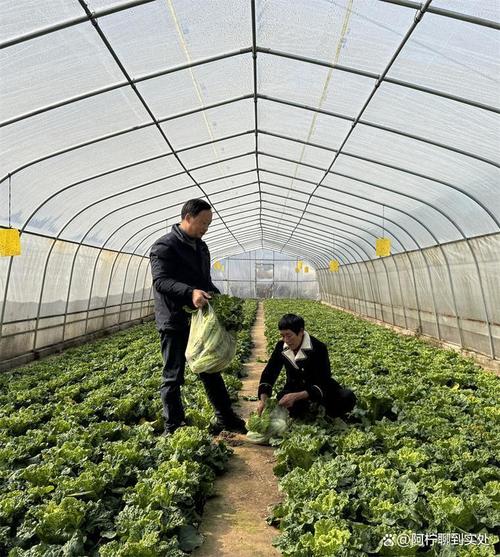 這些菜價翻倍?大棚里藏著農民的新金礦